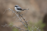 Loggerhead Shrike 1631